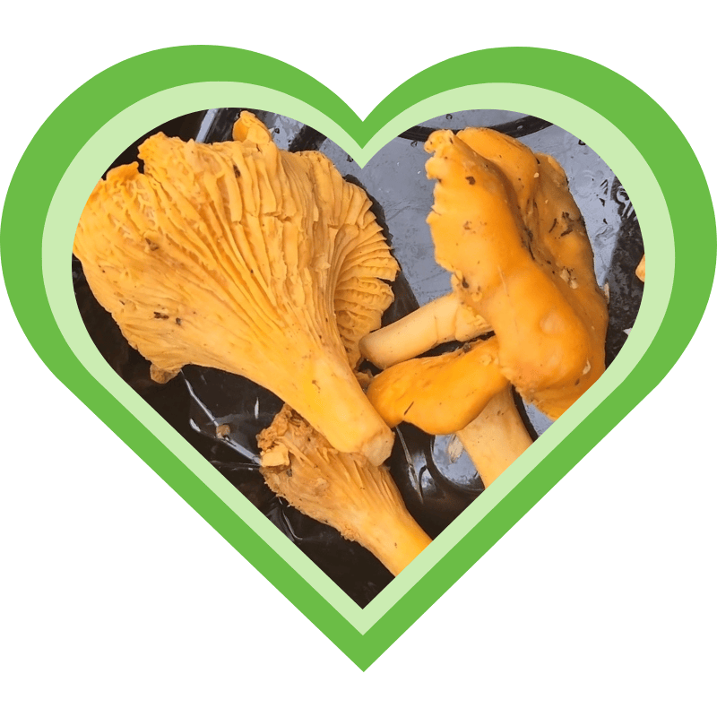 Cantharellen, licht verteerbare paddenstoel