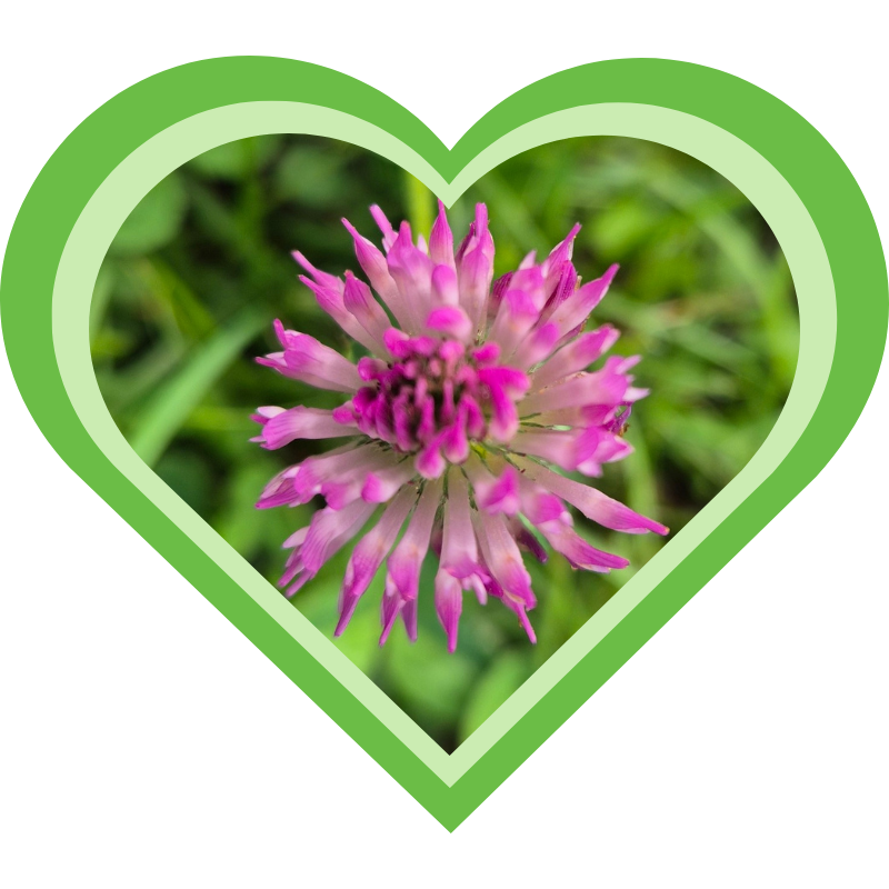 Rode klaver helpt bij menopauzeklachten