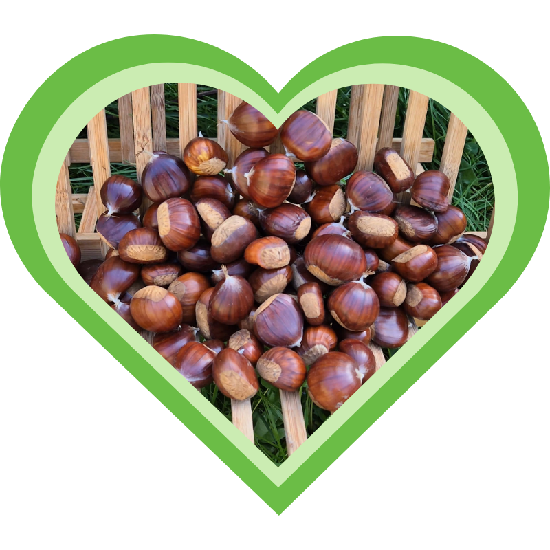 Tamme kastanjes geoogst en klaar om te verwerken tot een veelzijdige puree