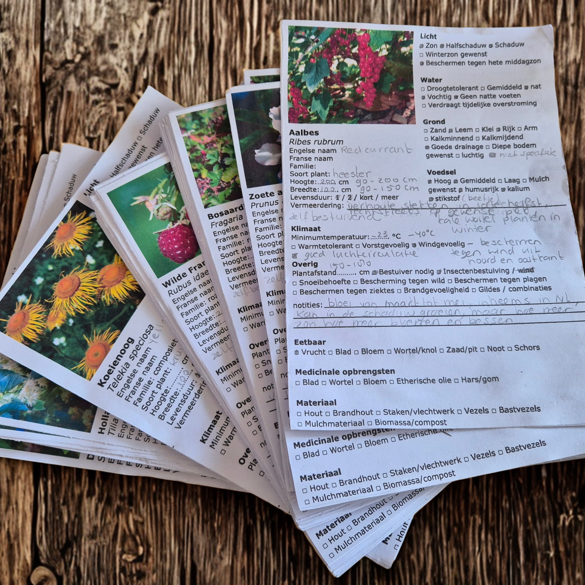 Plantenkaarten voor de tuin van Plantenliefde op een houten tafel