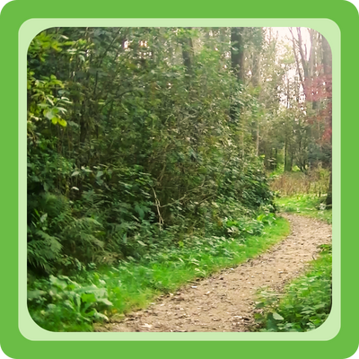 Slingerend wandelpad door een groen bos tijdens een online wandelles van Plantenliefde