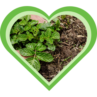 Een plant in gezonde aarde zetten is een plant goed verzorgen.