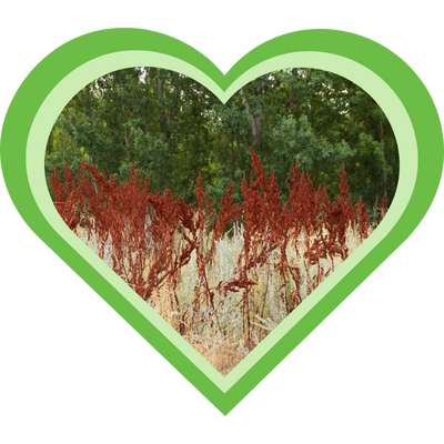 Ga naar de gratis lessen over de duizendknoopfamilie