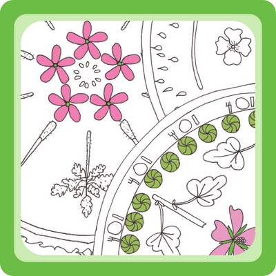 Kleurplaten uit de cursus Kruiden Leren Kennen