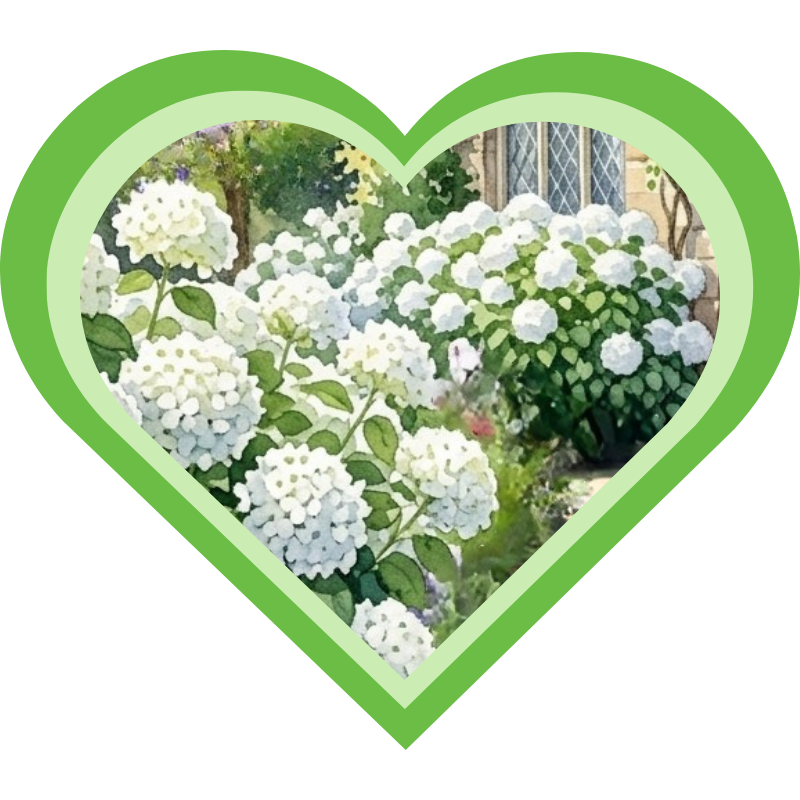 Boerenhortensia's zijn het lege restaurant in de tuin