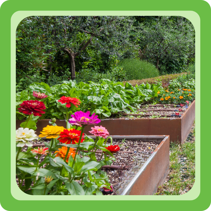 Een moestuin aan de hand van het rotatieschema van Plantenliefde