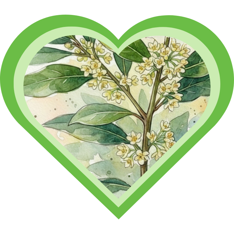 Laurierblad met bloemetjes in een plantenliefde hart
