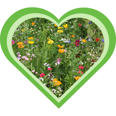 Veld met bloemen om te leren kennen met de cursus Kruiden Leren Kennen